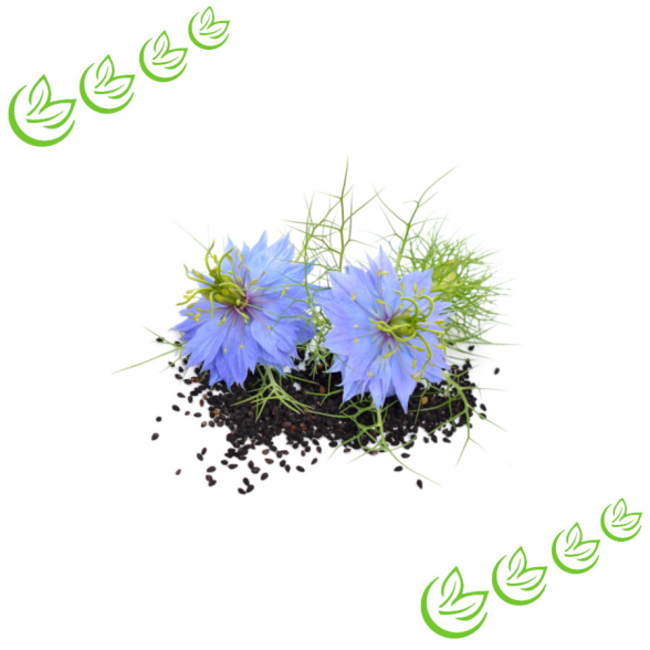 Schwarzkümmelöl kaltgepresst BIO 500 ml